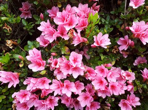 Azalea Kirin Kilmarnock Nurseries