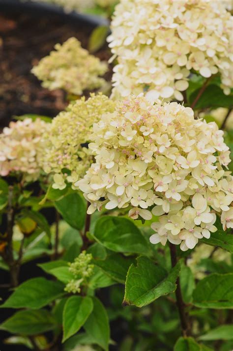 Hydrangea paniculata 'Little Lime' | The Plant Collector