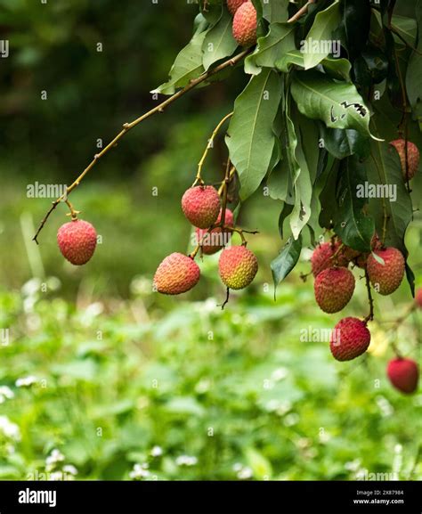 Fresh Ripe Lychee Fruits Hanging On Lychee Tree In Plantation Garden