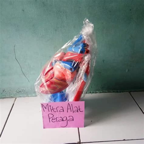 Jual Torso Jantung Model Jantung Alat Peraga Biologi Torso Jantung