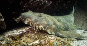 11 Wobbegong Shark Facts: The Deceptively Harmless Shark - Facts.net