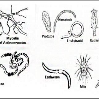 Living organisms in soil | Download Scientific Diagram