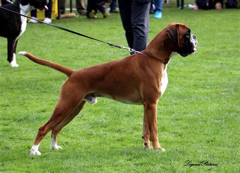 Deckrüde Slobi's Hachiko | Internationaler Boxer-Club e.V.