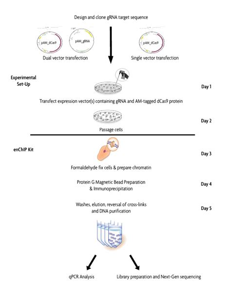 EnChIP Kit CRISPR Cas9 Based Chromatin Immunoprecipitation ChIP