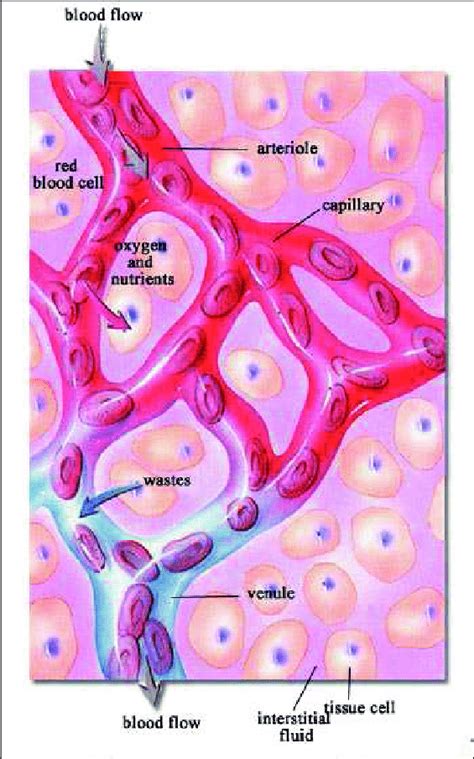 Blood Tissue Labeled