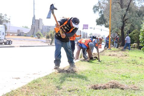 Realiza Municipio Trabajos De Mantenimiento En Camellones Lja