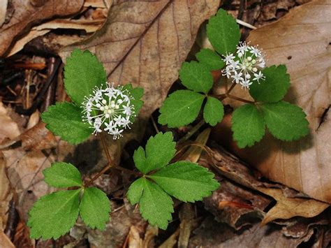 Panax Trifolius Alchetron The Free Social Encyclopedia