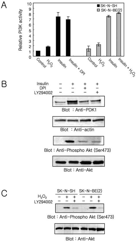 Pi Kinase Akt Pathway Regulation A Effect Of The Nadph Oxidase