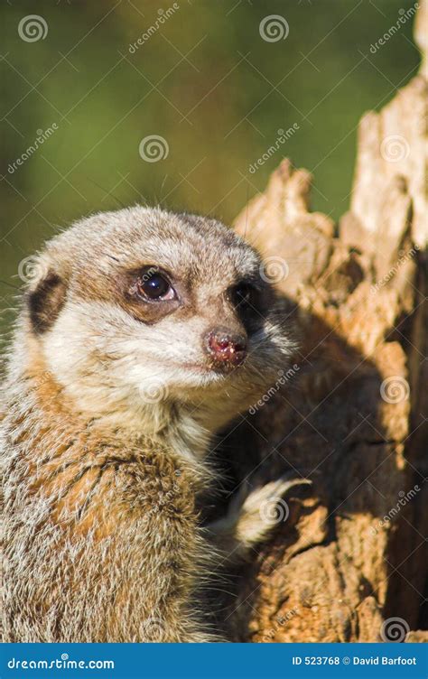 Inquisitive Meerkat Stock Photo Image Of Bristol Inquisitive 523768