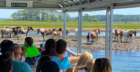 Desde la isla de Chincoteague Excursión en barco por la isla de