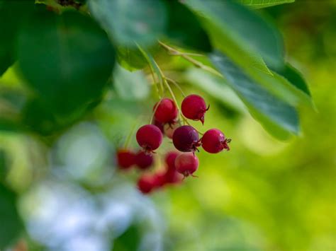 Serviceberry Fruit - Tips For Growing Serviceberry Trees