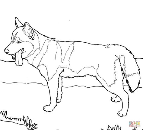 Printable Husky Coloring Pages