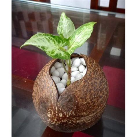 Exclusive Eco Friendly Coconut Shell Craft From Kerala