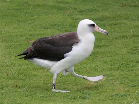 Phoebastria Immutabilislaysan Albatrossキタアホウドリ属コアホウドリ Midway Atoll