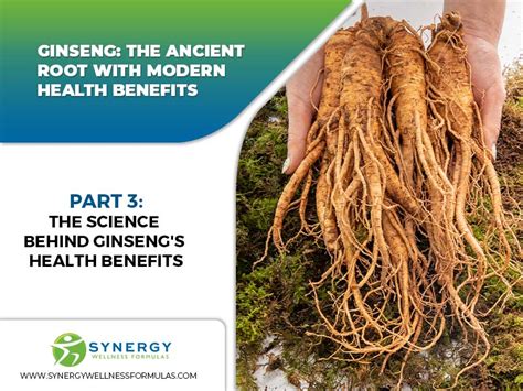 Ginseng The Ancient Root With Modern Health Benefits Synergy