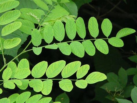 A Close Up Of A Plant With Green Leaves Common Maple Robinia