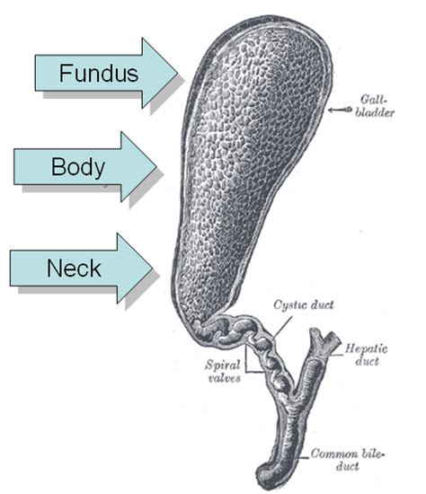 The Gallbladder Boundless Anatomy And Physiology