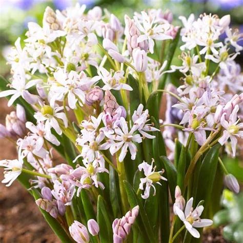 Scilla Peruviana Bulbs Seeds For Sale Online Directly From Holland