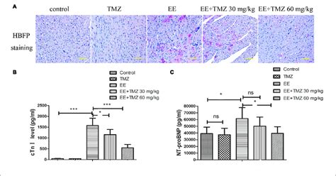 Trimetazidine Alleviated EE Induced Myocardial Injury A Myocardial