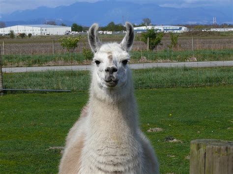 Filellama Front Wikimedia Commons