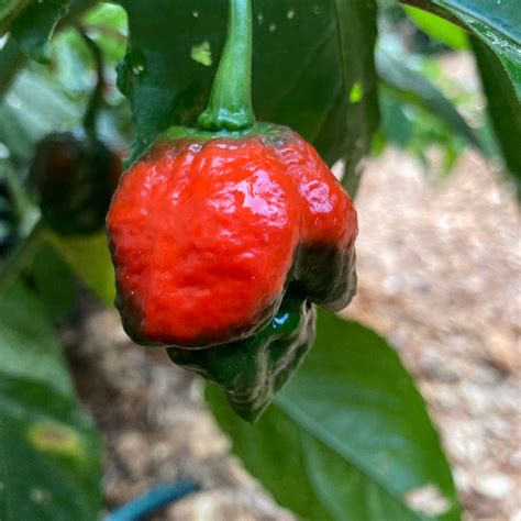 Red 7 Pot Pepper Seeds Tyler Farms