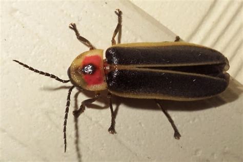 Photinus Cf Pyralis L Common Eastern Firefly Photinus BugGuide Net