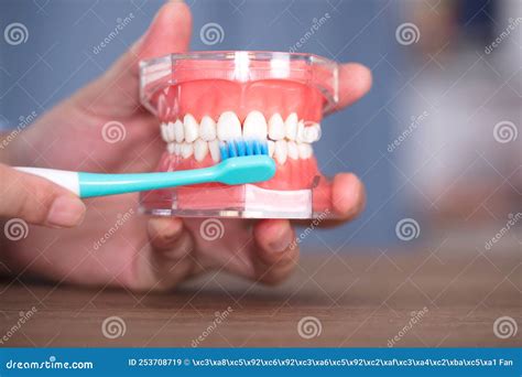 Use Toothbrushes And Tooth Models To Demonstrate The Correct Way To