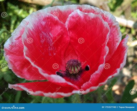 Flor De Papoila Fecha A Macro Vestimenta Vermelha Comum De Papoila Flor