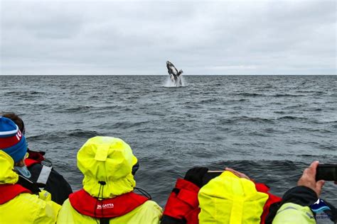 Responsible Iceland Whale Watching