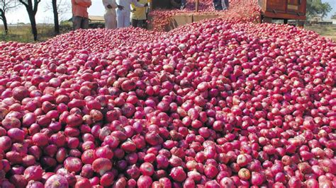 India Govt Allows Onions Exports To Bangladesh