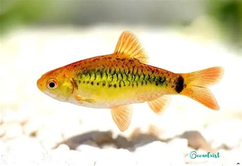 Types Of Barb Fish Explore The Most Popular Varieties