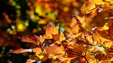 Fall foliage forecast Asheville Western North Carolina