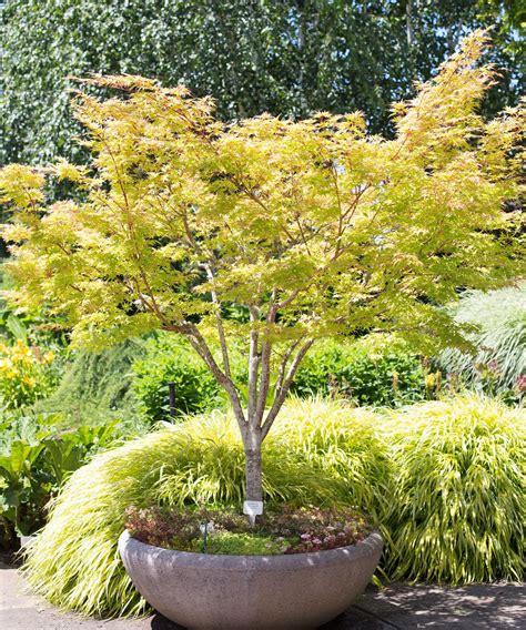 The Japanese Maple Varieties That Will Thrive In Hot Climates Gardeningetc