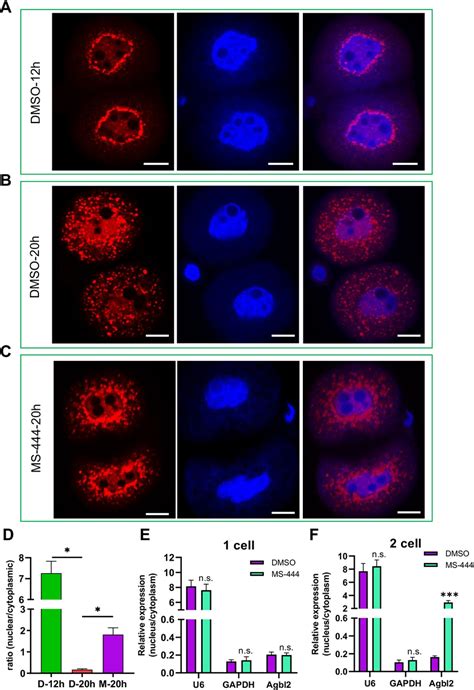 Hur Dimerization Is Essential For The Nucleocytoplasmic Transport Of