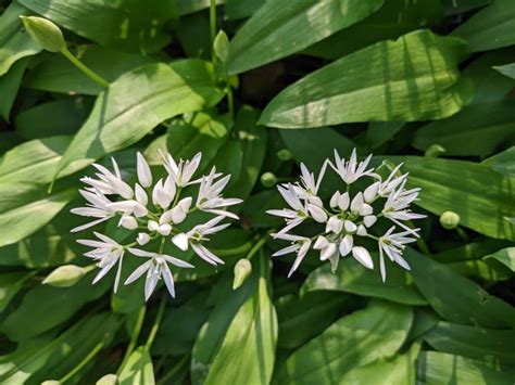 Ail des ours colchique muguet comment les distinguer à coup sûr