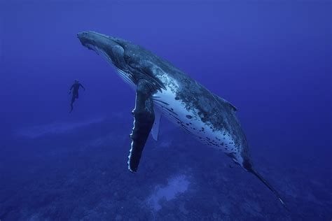 Snorkeling With Southern Right Whales In Patagonia Big Fish Expeditions