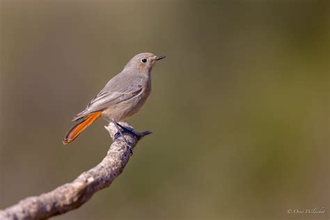 Black Redstart Female Zwarte Roodstaart Phoenicurus Ochru Flickr