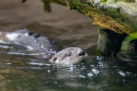 River Otter Pups Take Their Swim Lessons Outside