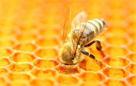 Why Are Bee Populations Declining HoneyBee Co