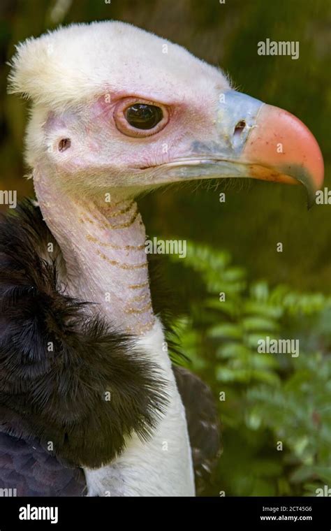 The White Headed Vulture Trigonoceps Occipitalis Is An Old World