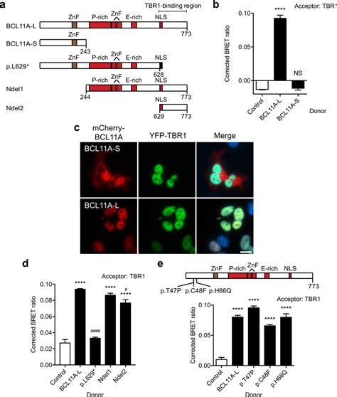 Tbr1 Interacts With Bcl11a L A Schematic Of Recombinant Bcl11a