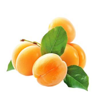 Apricots With Leaves On Transparent Background Apricots Fruit Leaves