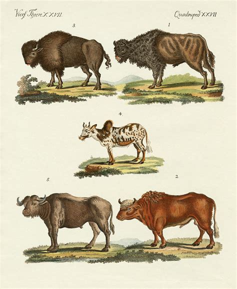 Various kinds of oxen Drawing by Splendid Art Prints