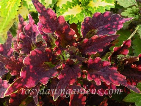 Black Beauty Coleus Rosy Dawn Gardens