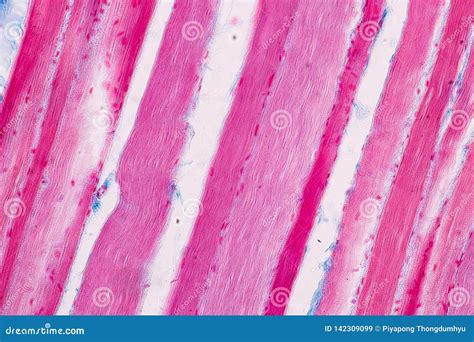 Microscopic Structure Of Skeletal Muscle