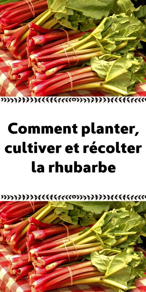 où planter la rhubarbe dans le jardin