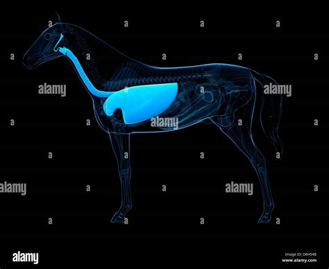 Horse Lung Anatomy Diagram