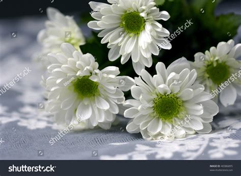 White Chrysanthemum Flowers Green Center Stock Photo 40386895