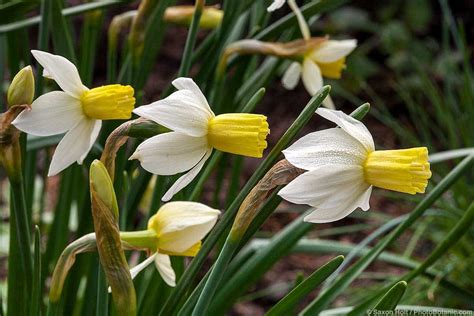 Cultivated Varieties of Narcissus - Summer-Dry | Celebrate Plants in ...