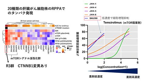 肝臓がんの分子分類と治療薬選択 理化学研究所